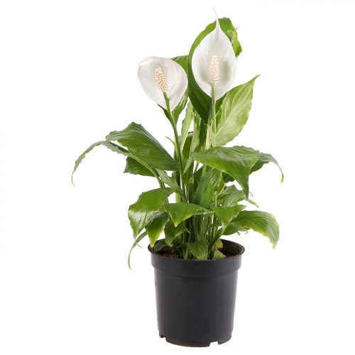 Barış Çiçeği Spathiphyllum -Hava Temizleyen Bitkiler + 60 Cm 3