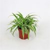 Kurdele Çiçeği - Chlorophytum comosum Minik Boy 1