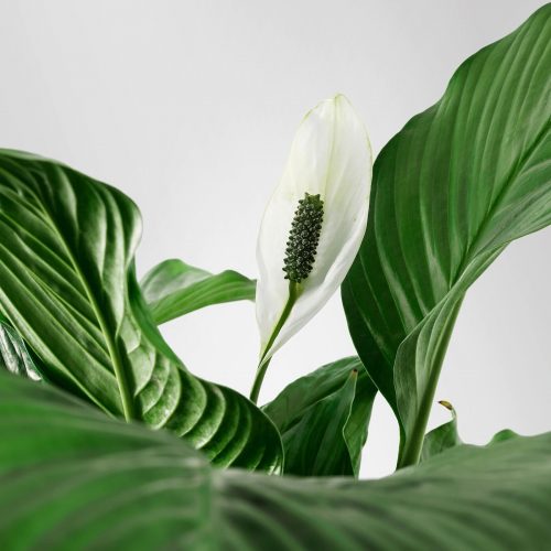 Barış Çiçeği Spathiphyllum -Hava Temizleyen Bitkiler + 60 Cm 4
