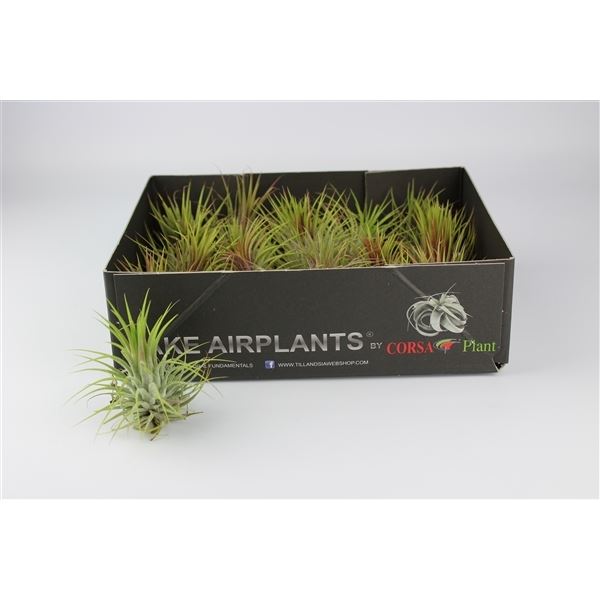 Air Plant Hava Bitkisi Tillandsia ssp 1 Hava Bitkisi