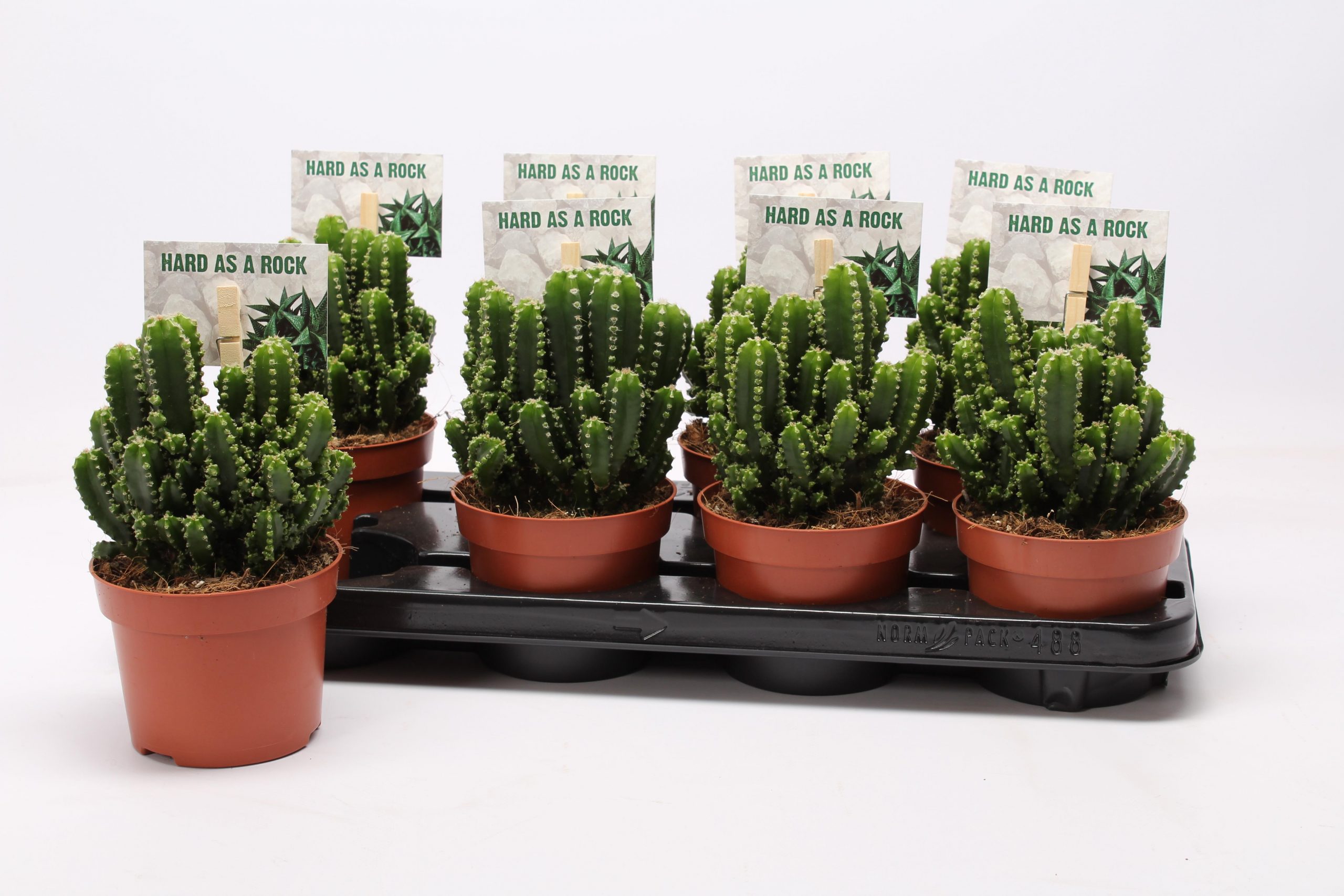 Radyasyon Emici Kakts-Byk Boy Cereus Paolina 25 CM