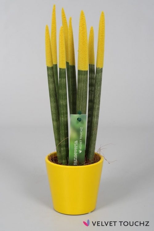 Renkli Paşa Kılıcı Çiçeği Sansevieria Sarı Renk Seramik Saksı + 30 Cm 4