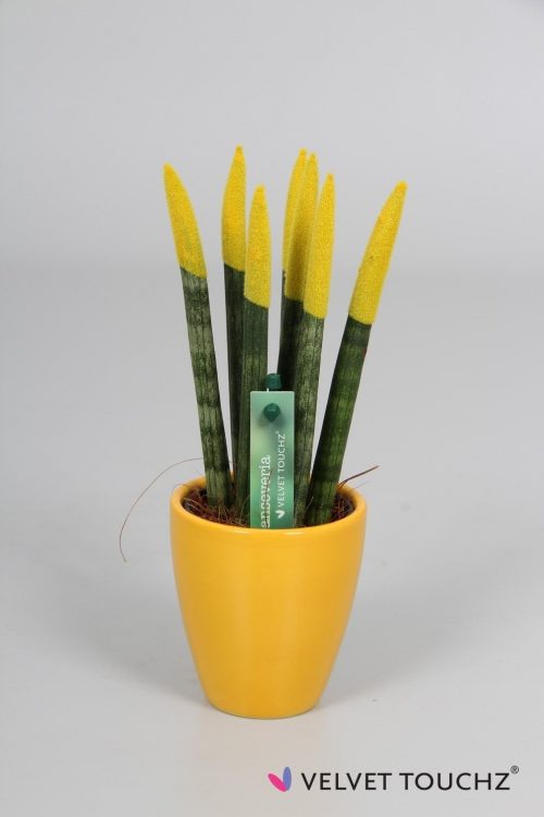 Renkli Paşa Kılıcı Çiçeği Sansevieria Sarı Renk Seramik Saksı + 15 CM 2