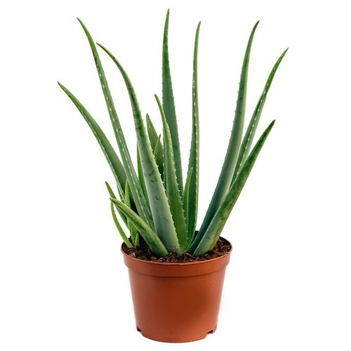 how to drink aloe juice Organic Aloe Vera Juice 500ml | Pure Aloe Vera Drink
