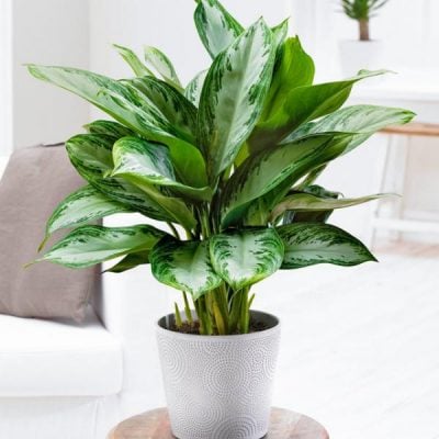 Aglaonema Bitkisi Çiçeği 1 Aglaonema Bitkisi