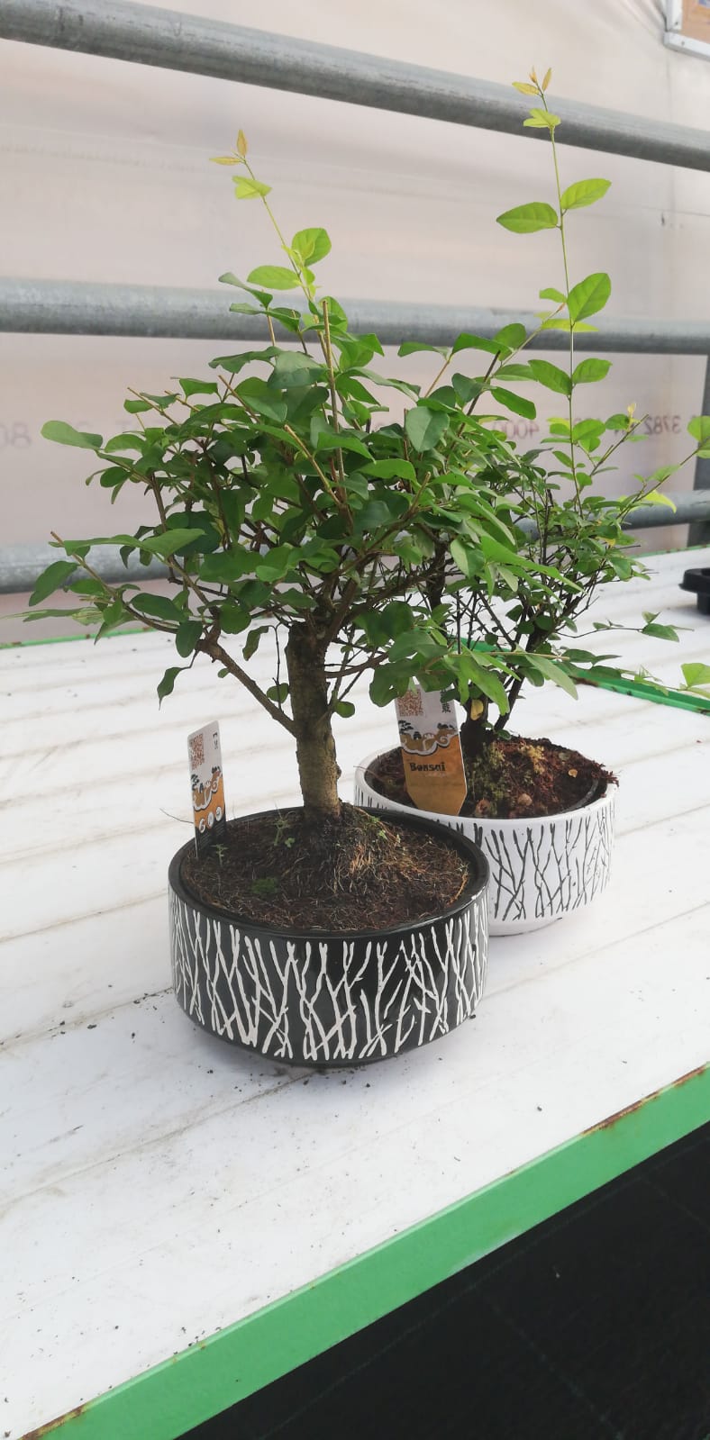 Bonsai thal Seramik Saks erisinde + 30 Cm Yksekliinde Ss Bitkileri  Ve iekler