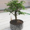 İthal Bonsai Çeşitleri