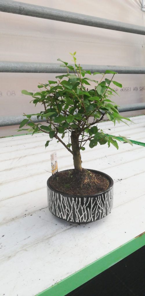 İthal Bonsai Çeşitleri
