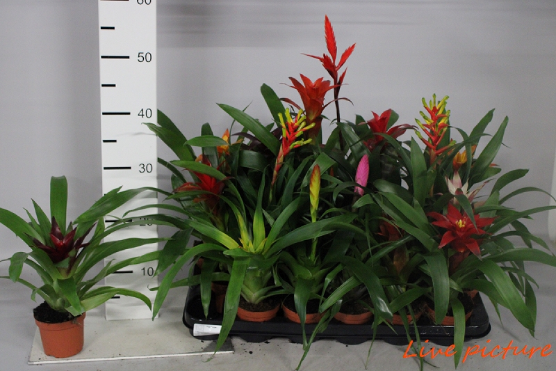 Bromelia mix 18 Adet 1 Bromelia mix 18 Adet