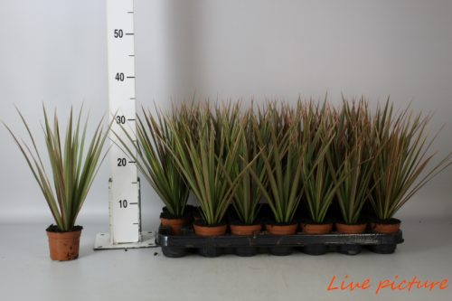 Toptan Dracaena marg. bicolor