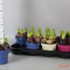 Hyacinthus 3pp mix 10 Adet 1