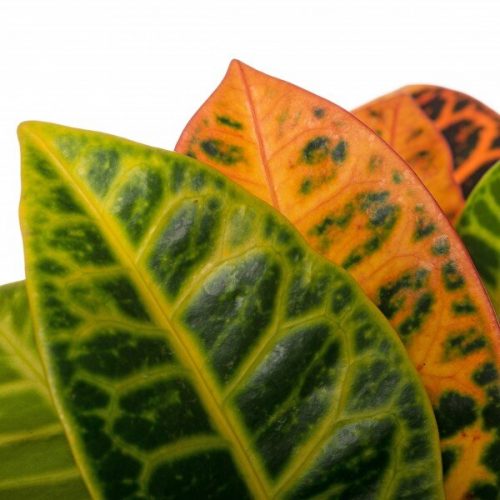 Alternative view of KRATON BİTKİSİ - CROTON PETRA
