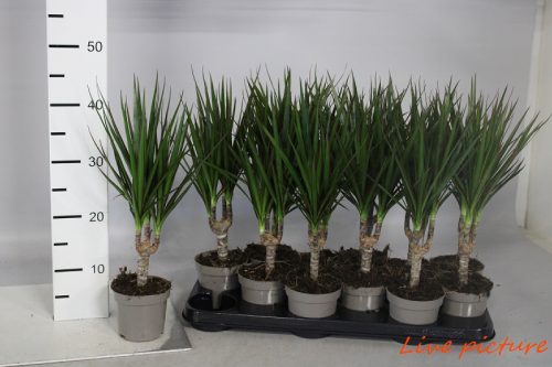 dracaena marginata bakımı, dracaena marginata zehirli mi, dracena marginata çürüdü, dracena marginata ekşi, dracena marginata yaprak dökümü, dracena marginata bakımı , dracena massengena çoğaltılması, dracaena marginata ikea,