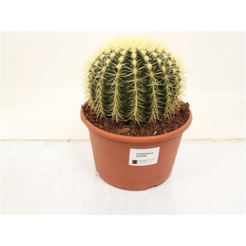 Echinocactus grusonii