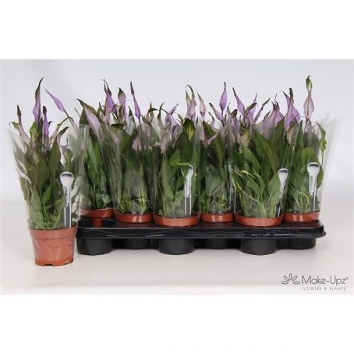 Spathiphyllum chopin