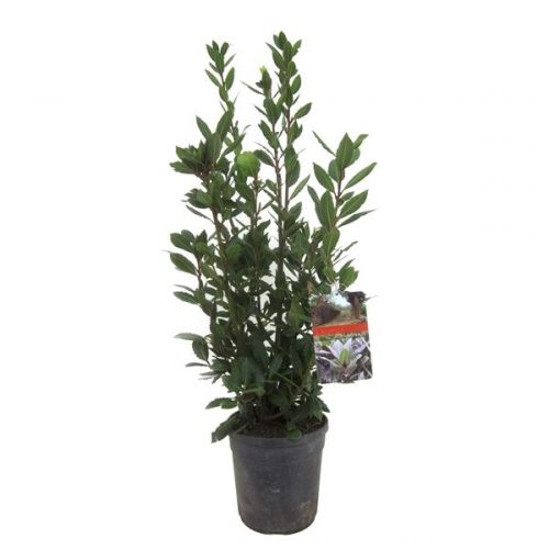 Laurus nobilis