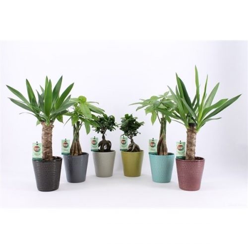 Kamerplanten jungle mix