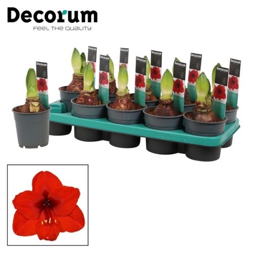 Hippeastrum rood extra	 2 knop	-	6	-	Adet