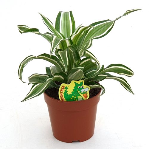 Dracaena fragr. compacta kanzi