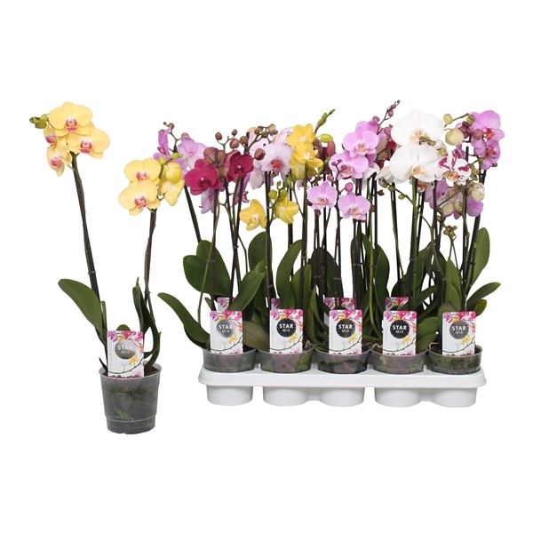 Phalaenopsis mix star 1 Phalaenopsis mix star