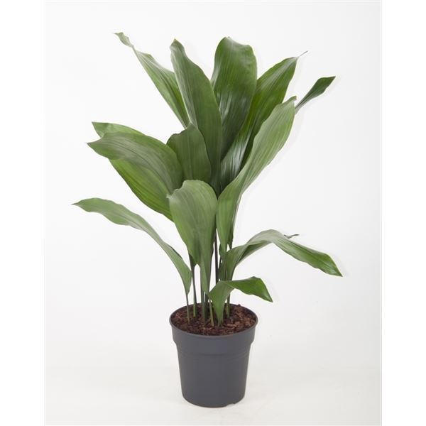 Aspidistra elatior 1 Aspidistra elatior
