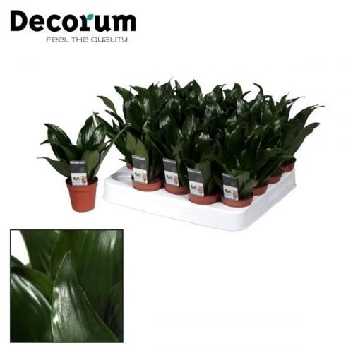 Tiny daisy (drac.compacta)  (decoru		-	20	-	Adet