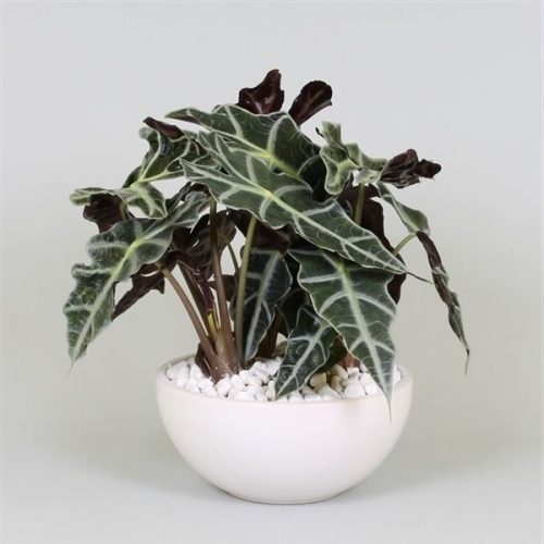 Alocasia polly