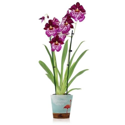 Miltonia newton falls inca