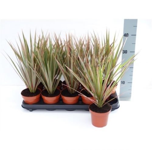 Dracaena marginata bicolor kopstek