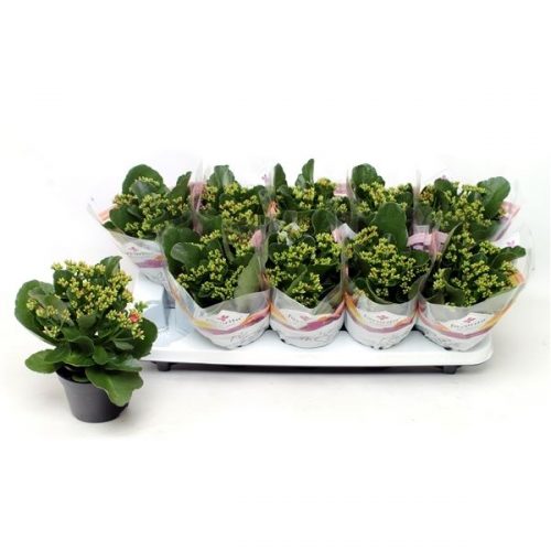 Kalanchoe roze favorita