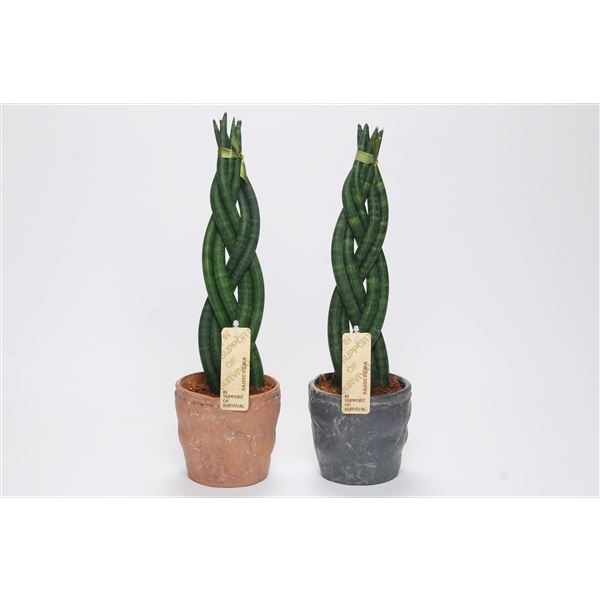 Sansevieria cylindrica twist met ke