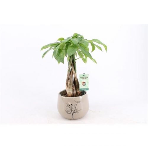 Pachira aquatica