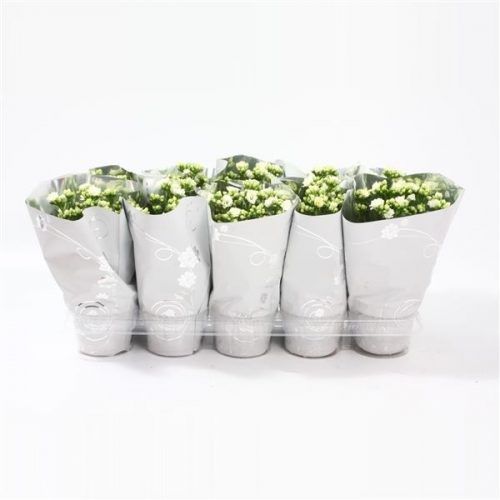 Kalanchoe calandiva wit premium