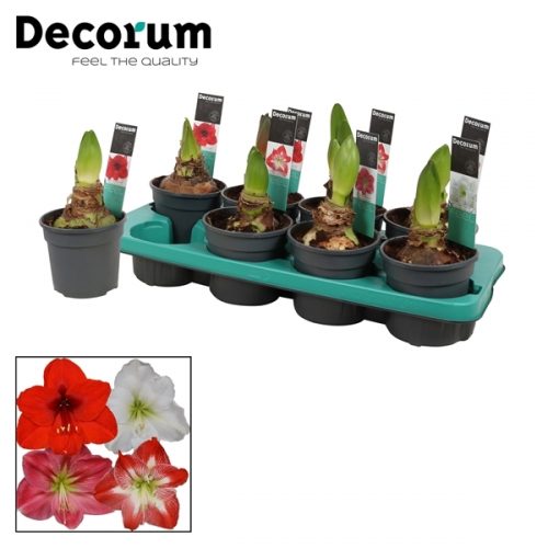 Hippeastrum extra mix	 2 knop	-	6	-	Adet