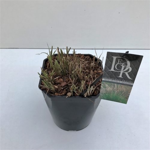 Miscanthus adagio