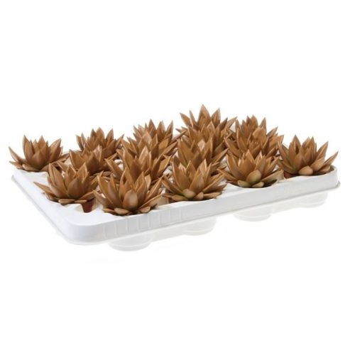 Echeveria miranda rainbow caramel