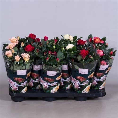 Rosa victory mix lisandro