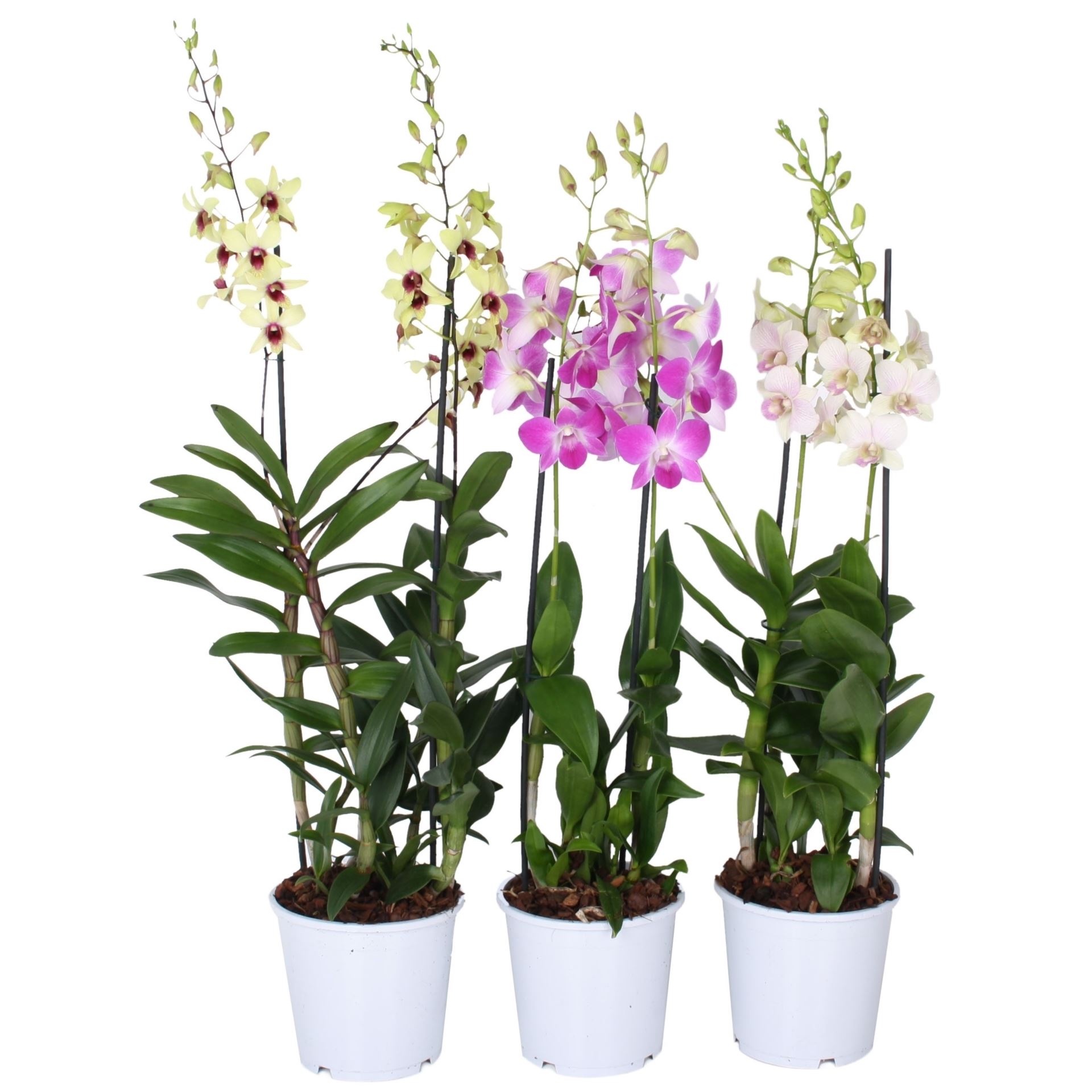 Dendrobium sa-nook mix 1 Dendrobium sa-nook mix