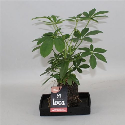 Lova schefflera