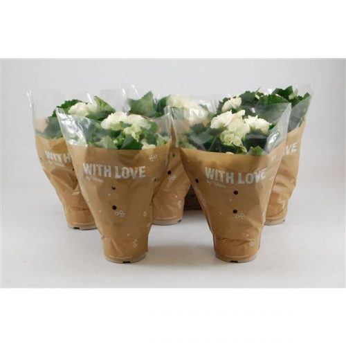 Begonia elatior hl. clara