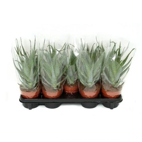 Crassula arborescens arbo