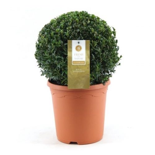 Buxus sempervirens