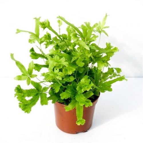 Pteris roeweri