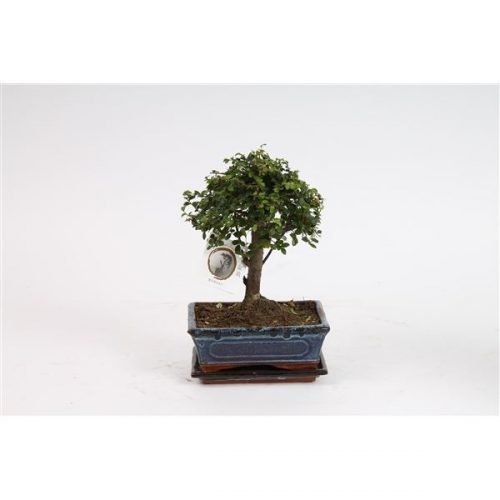 Bonsai zelkova sp.