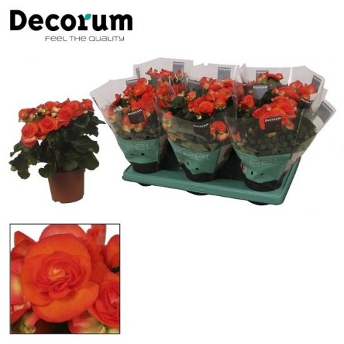 Begonia elatior du. reina oranje		-	6	-	Adet