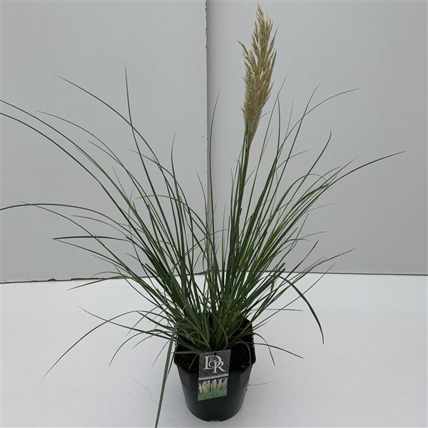 Cortaderia sell. mini pampas 1 Cortaderia sell. mini pampas