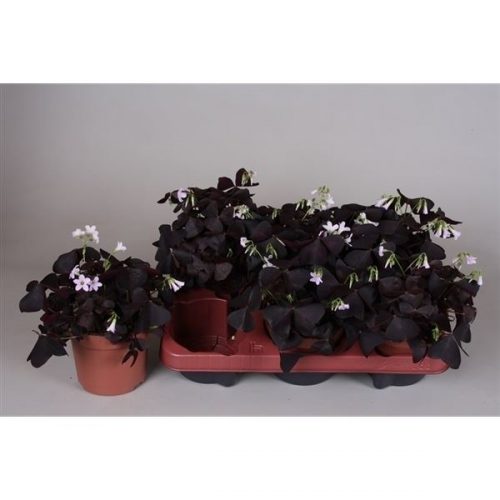 Oxalis triangularis subsp. triangul