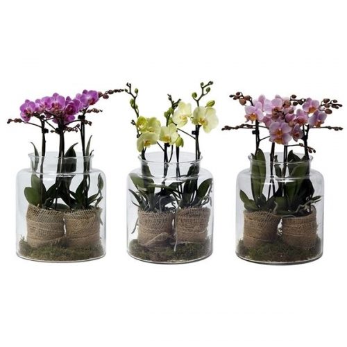 Phalaenopsis multiflora kolibri mix 14980