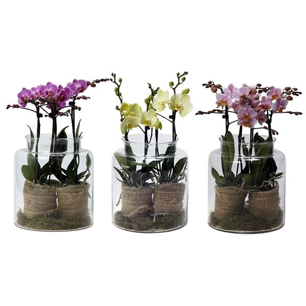 Phalaenopsis multiflora kolibri mix 14980 1 Phalaenopsis multiflora kolibri mix 14980