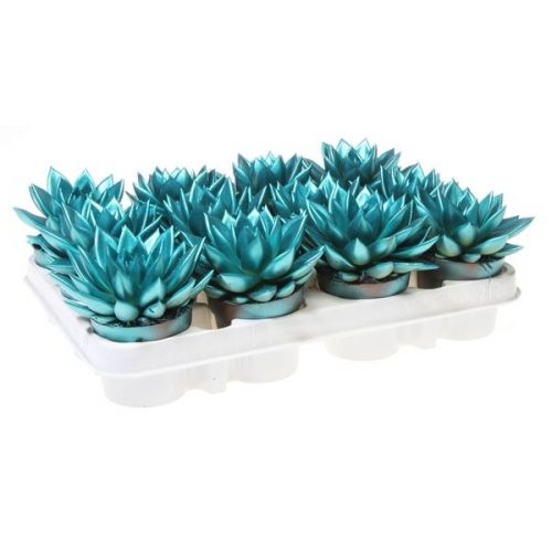 Echeveria miranda rainbow metallic aqua